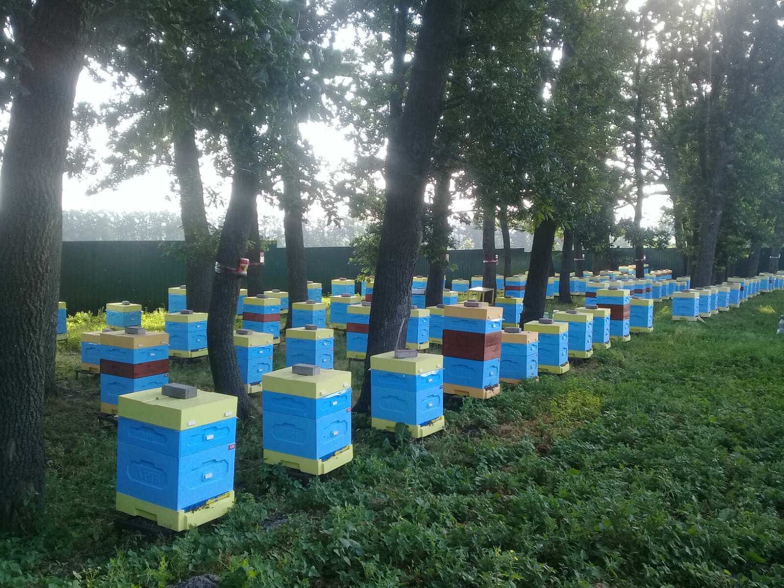Вибір якісного вулика для успішного бджільництва