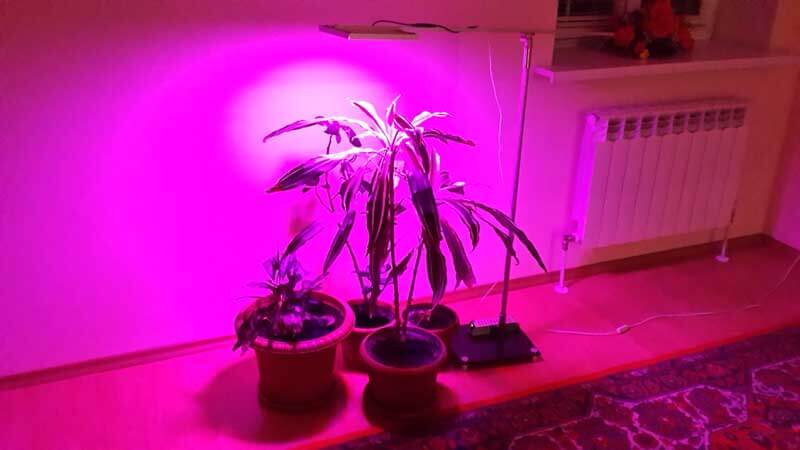 Важливість різних спектрів світла для рослин: Налаштування фіто ламп для вегетативного росту та цвітіння